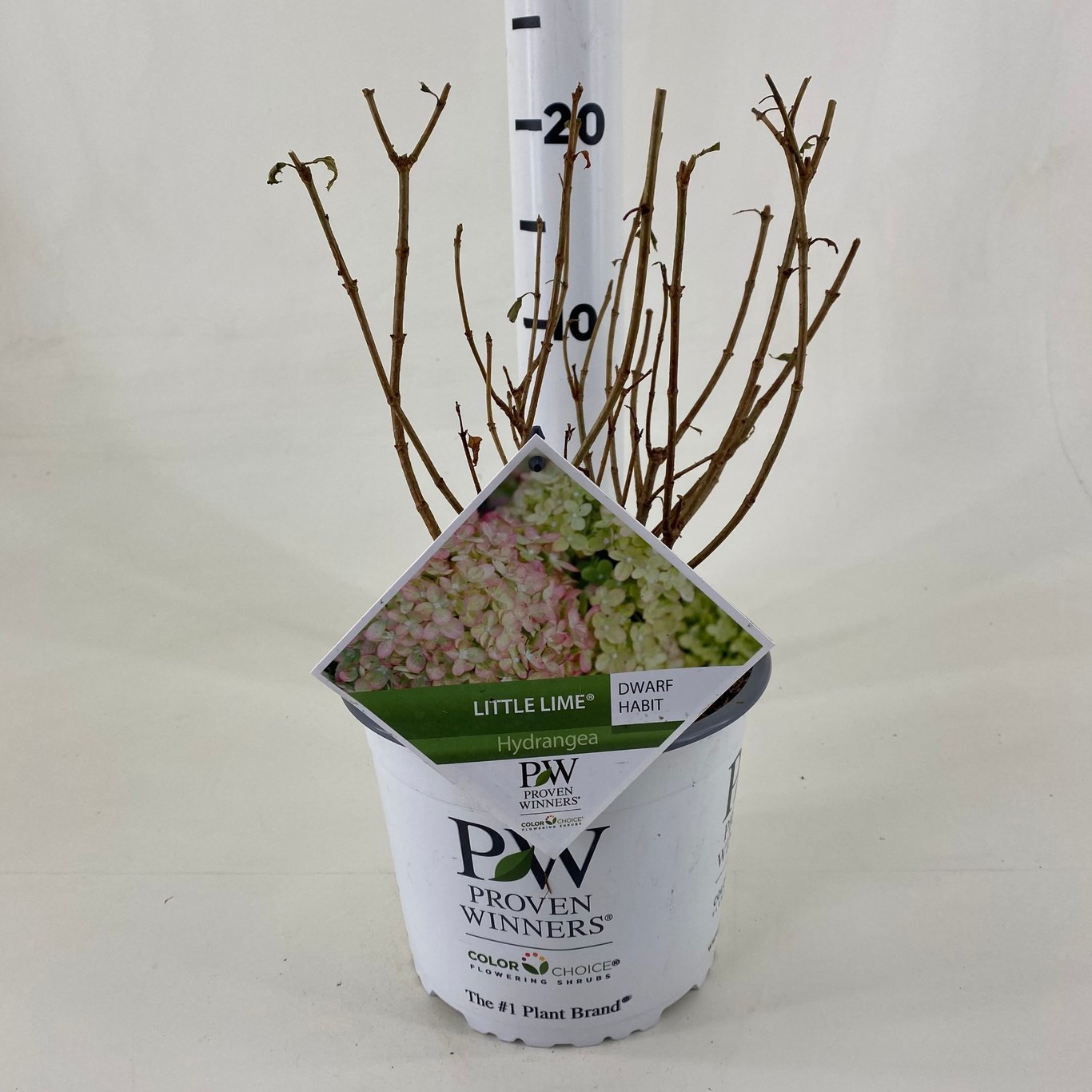 Hydrangea pan. 'Little Lime' ® - C3 20-30 CM